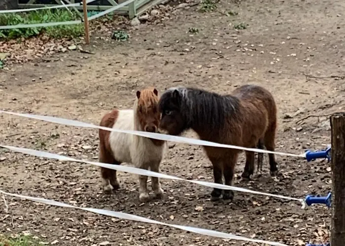 Caselena , Un Havre De Paix En Balagne Vakantiehuis